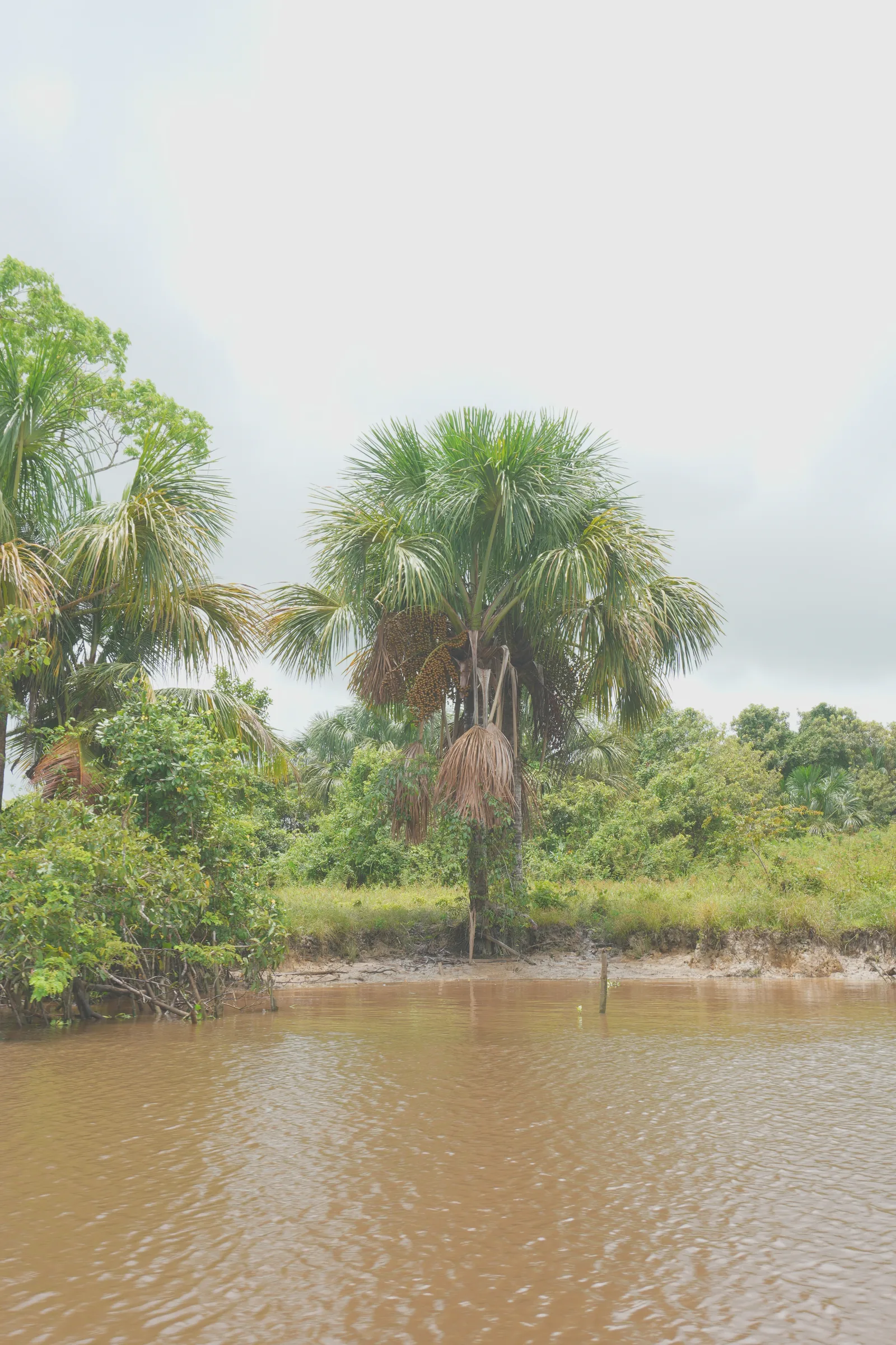 Un morichal: palmeras de moriche junto al agua